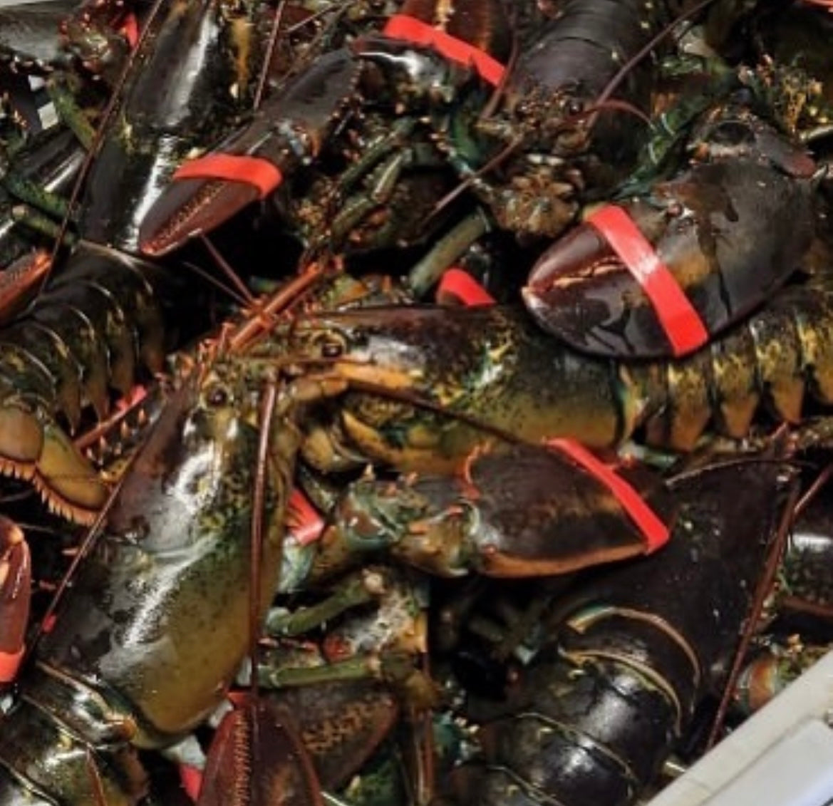 Fresh Live Lobster